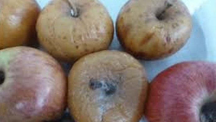 Bea246 pseudomonas.jpg